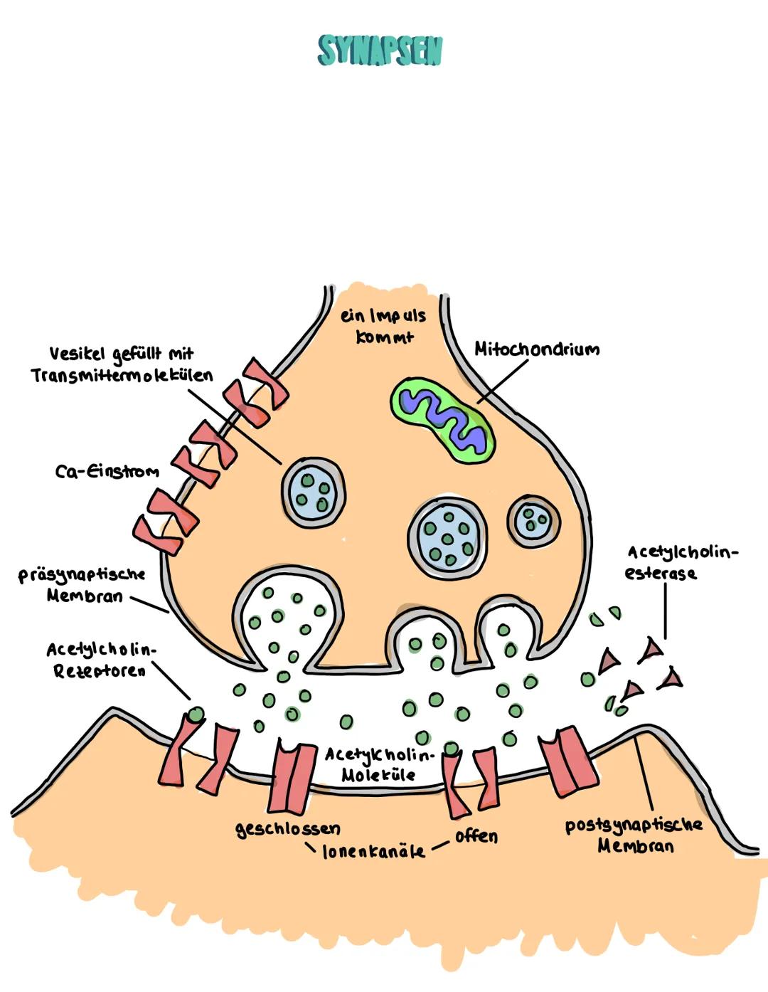 # SYNAPSEN
WAS SIND SYNAPSEN
* Stelle einer neuronalen Verknüpfung über die eine Nerveneelle in kontakt zu einer
anderen Zelle steht - 2