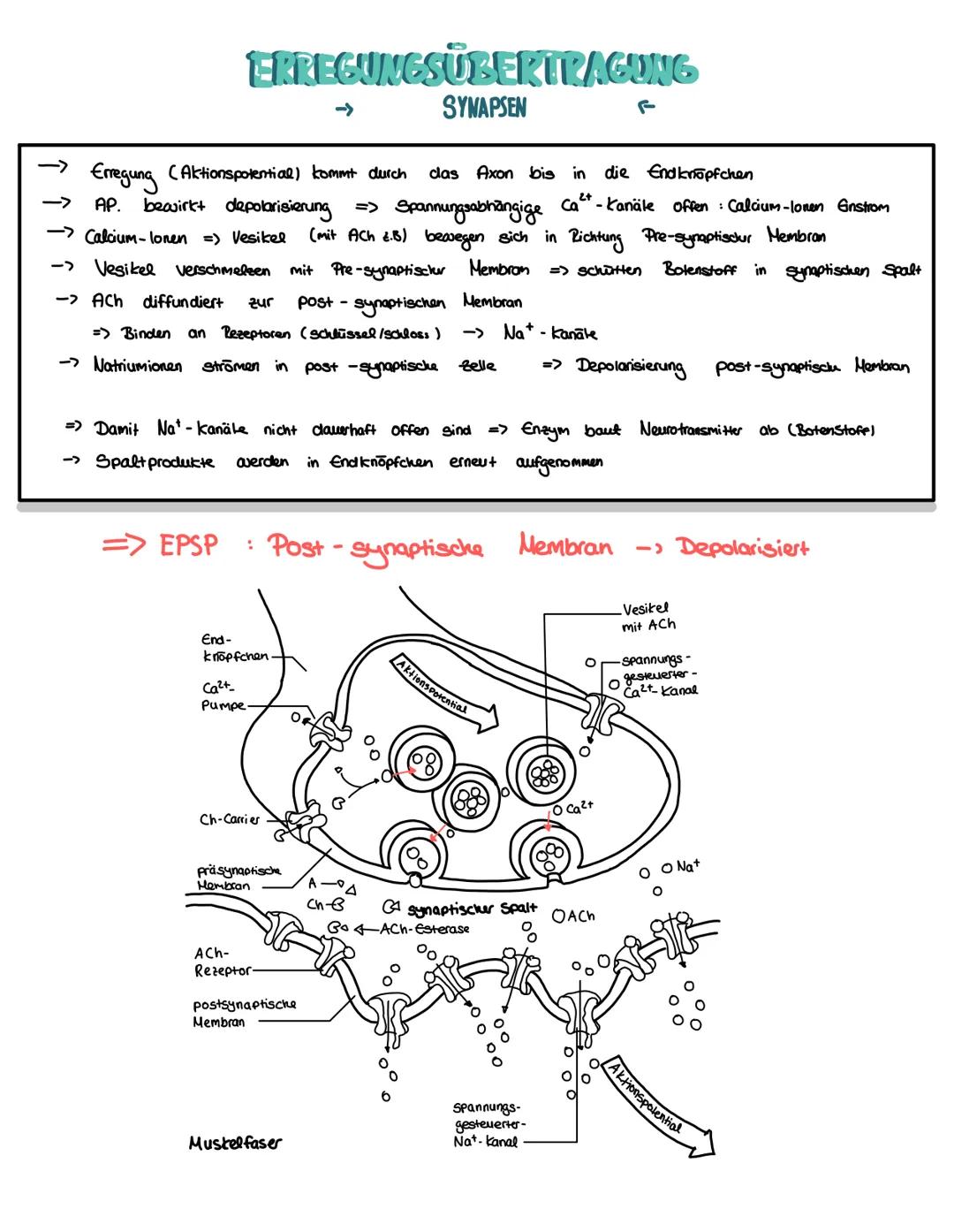 # SYNAPSEN
WAS SIND SYNAPSEN
* Stelle einer neuronalen Verknüpfung über die eine Nerveneelle in kontakt zu einer
anderen Zelle steht - 2
