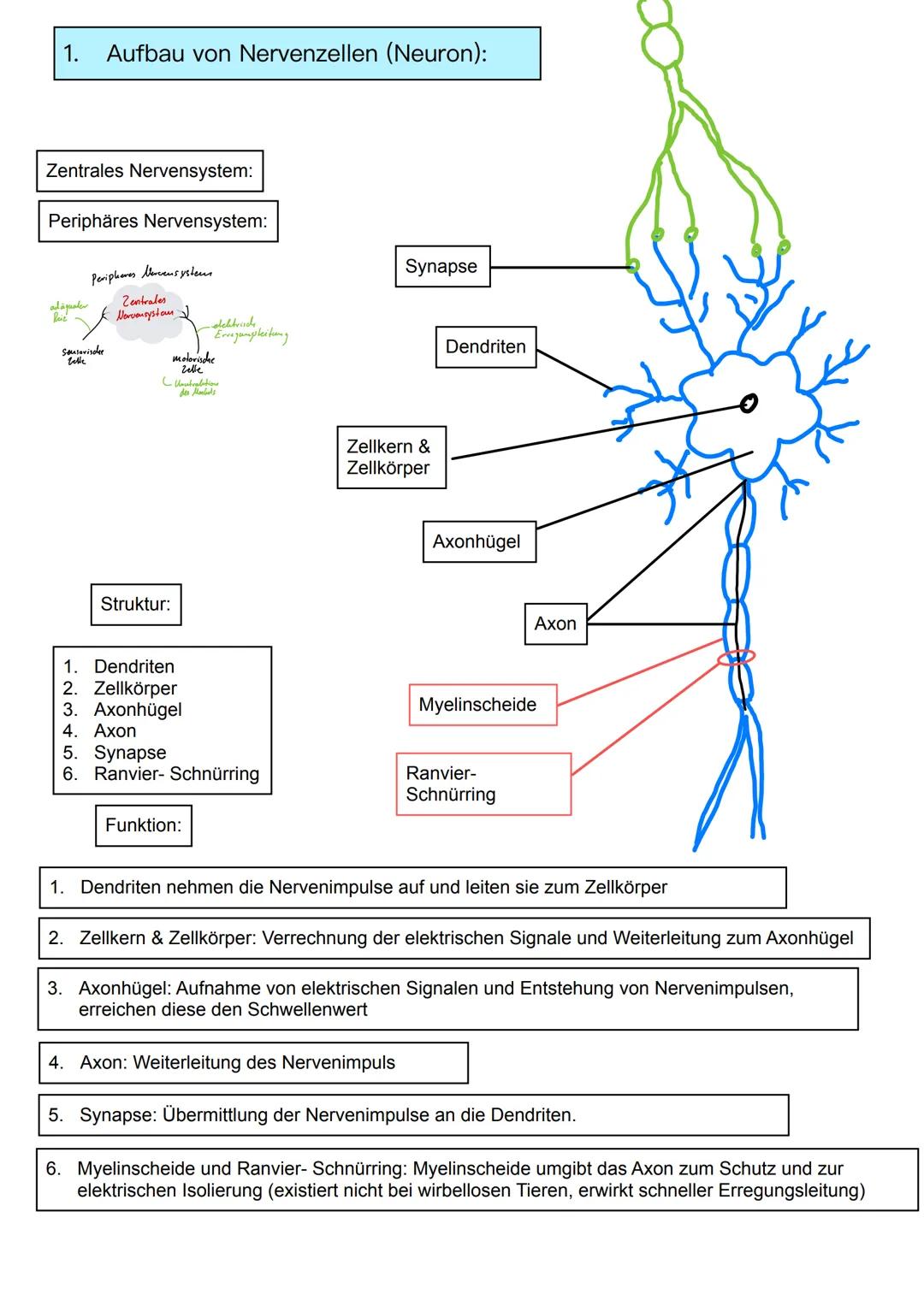 Neurobiologie
Themen:
Basiskonzept:
1. Information und Kommunikation
1. Bau und Funktion von Nervenzellen
2. Membranpotenzial
3. Ruhepot