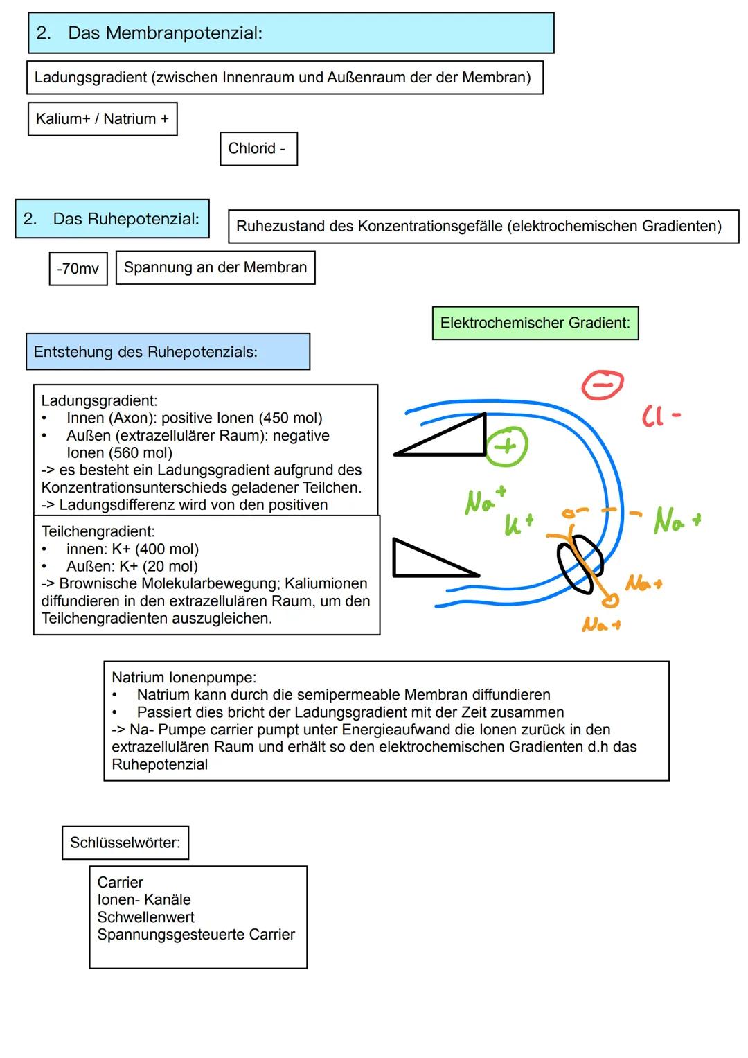Neurobiologie
Themen:
Basiskonzept:
1. Information und Kommunikation
1. Bau und Funktion von Nervenzellen
2. Membranpotenzial
3. Ruhepot