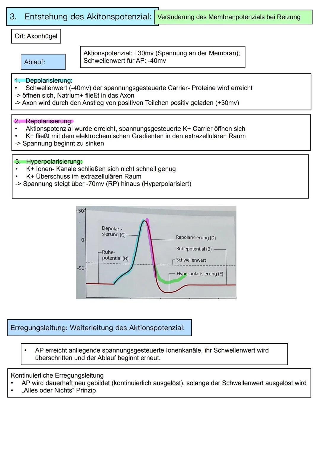 Neurobiologie
Themen:
Basiskonzept:
1. Information und Kommunikation
1. Bau und Funktion von Nervenzellen
2. Membranpotenzial
3. Ruhepot