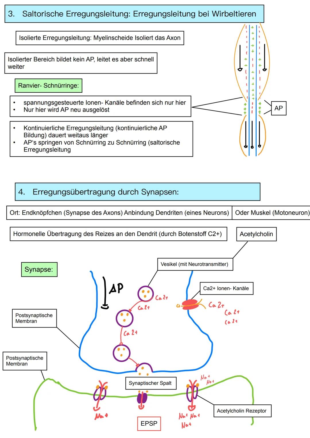 Neurobiologie
Themen:
Basiskonzept:
1. Information und Kommunikation
1. Bau und Funktion von Nervenzellen
2. Membranpotenzial
3. Ruhepot