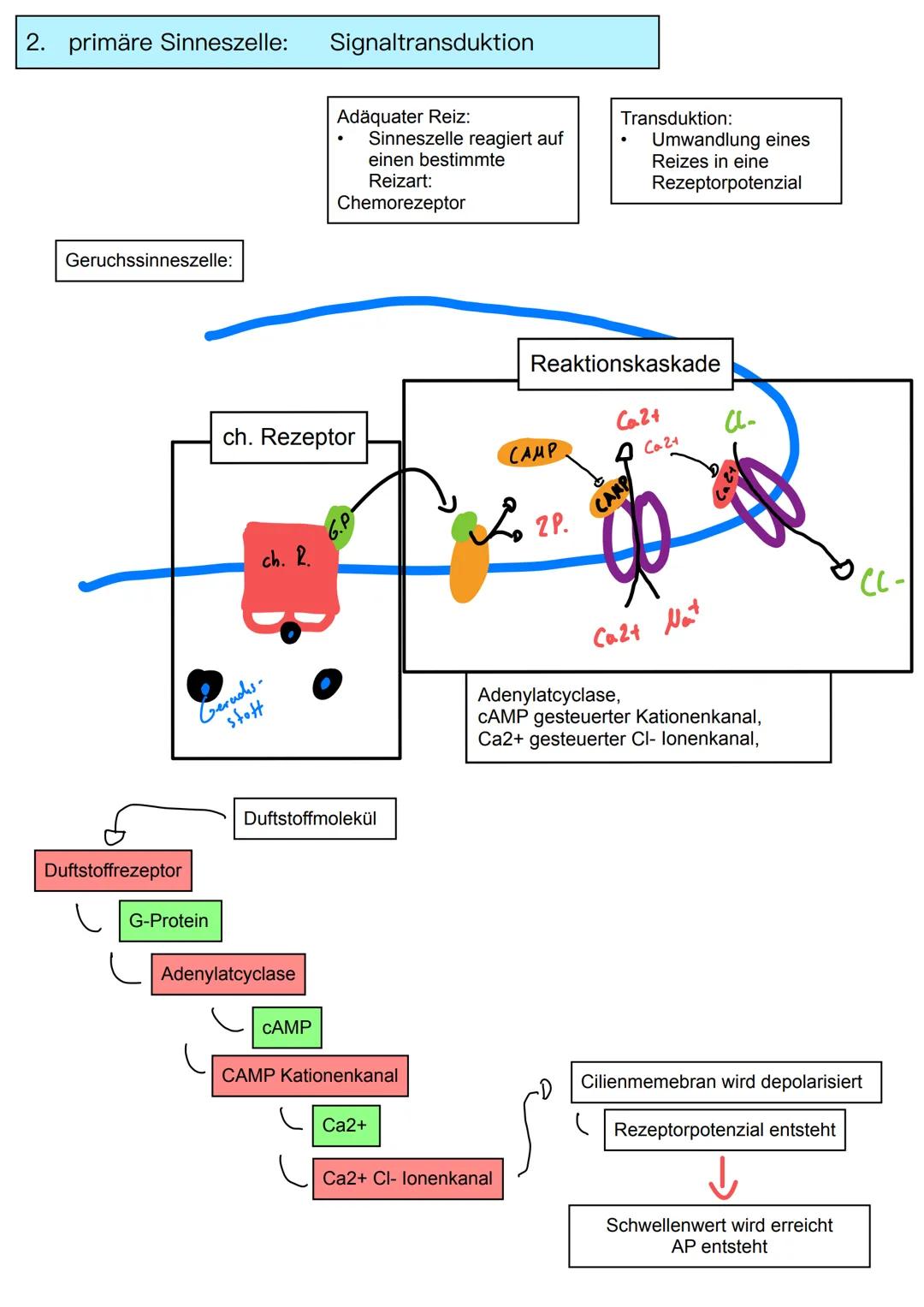 Neurobiologie
Themen:
Basiskonzept:
1. Information und Kommunikation
1. Bau und Funktion von Nervenzellen
2. Membranpotenzial
3. Ruhepot