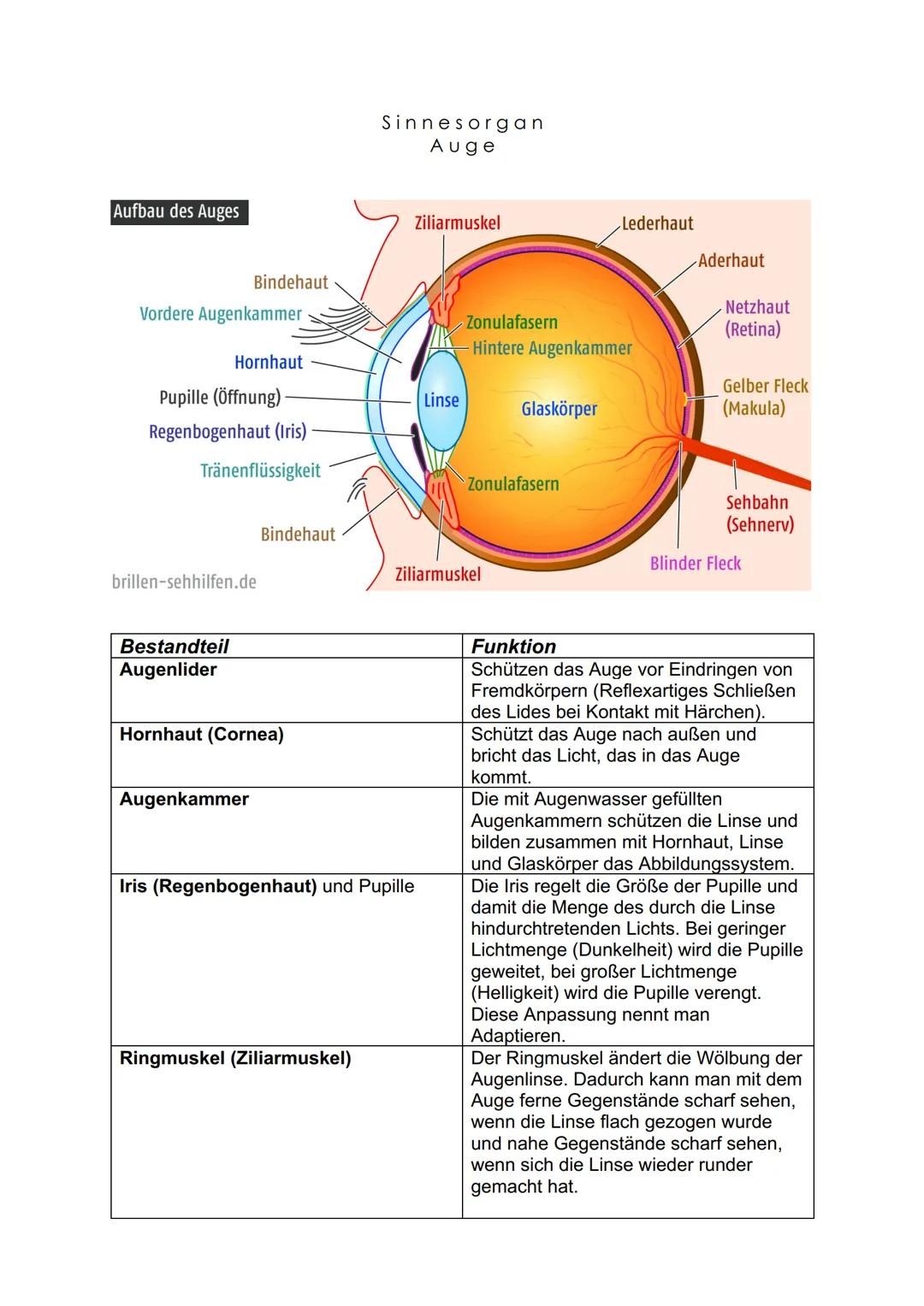 Aufbau des Auges
Vordere Augenkammer
Bindehaut
Hornhaut
Pupille (Öffnung)
Regenbogenhaut (Iris)
Tränenflüssigkeit
Bestandteil
Augenlider
bri