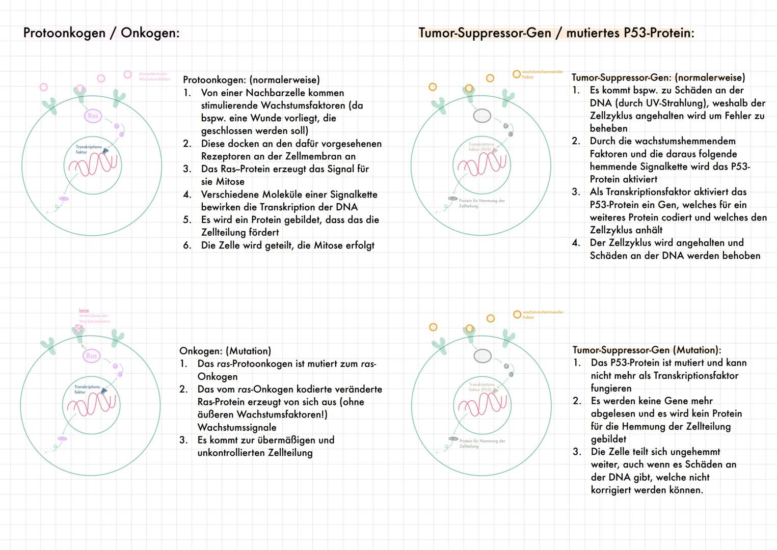 # Protoonkogen / Onkogen:
Ras
Transkriptions
Faktor
(2000)
Protoonkogen: (normalerweise)
1. Von einer Nachbarzelle kommen
stimulierende Wach