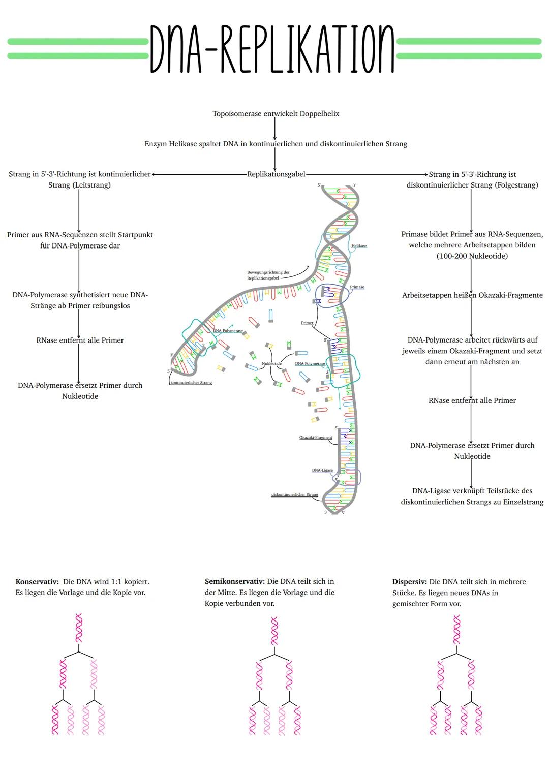 Die DNA-Replikation ist die Verdopplung der DNA innerhalb des Zellkerns. Erst wenn die DNA-Replikation stattgefunden hat, kann sich der Zell