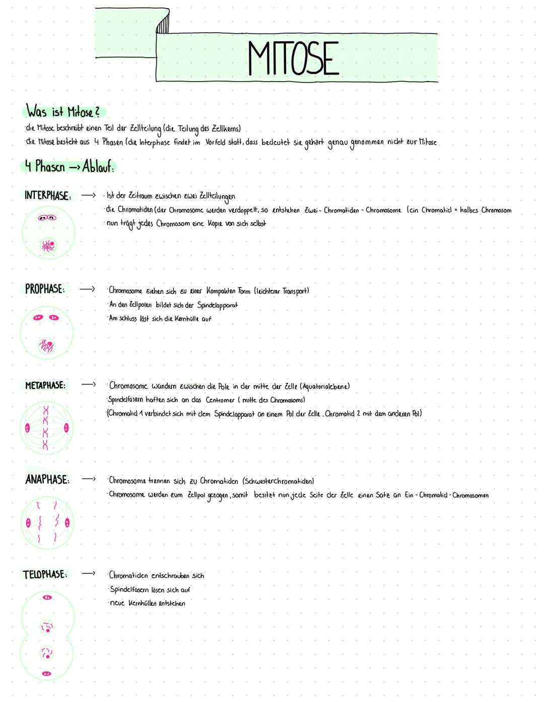 # MITOSE
Was ist Mitose?
die Mitose beschreibt einen Teil der Zellteilung (die Teilung des Zellkens)
die Mitose besteht aus 4 Phasen (die I