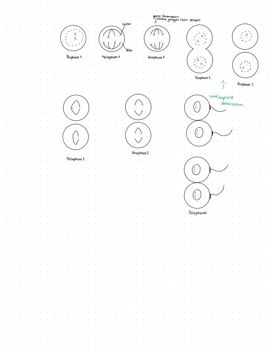 # MITOSE
Was ist Mitose?
die Mitose beschreibt einen Teil der Zellteilung (die Teilung des Zellkens)
die Mitose besteht aus 4 Phasen (die I