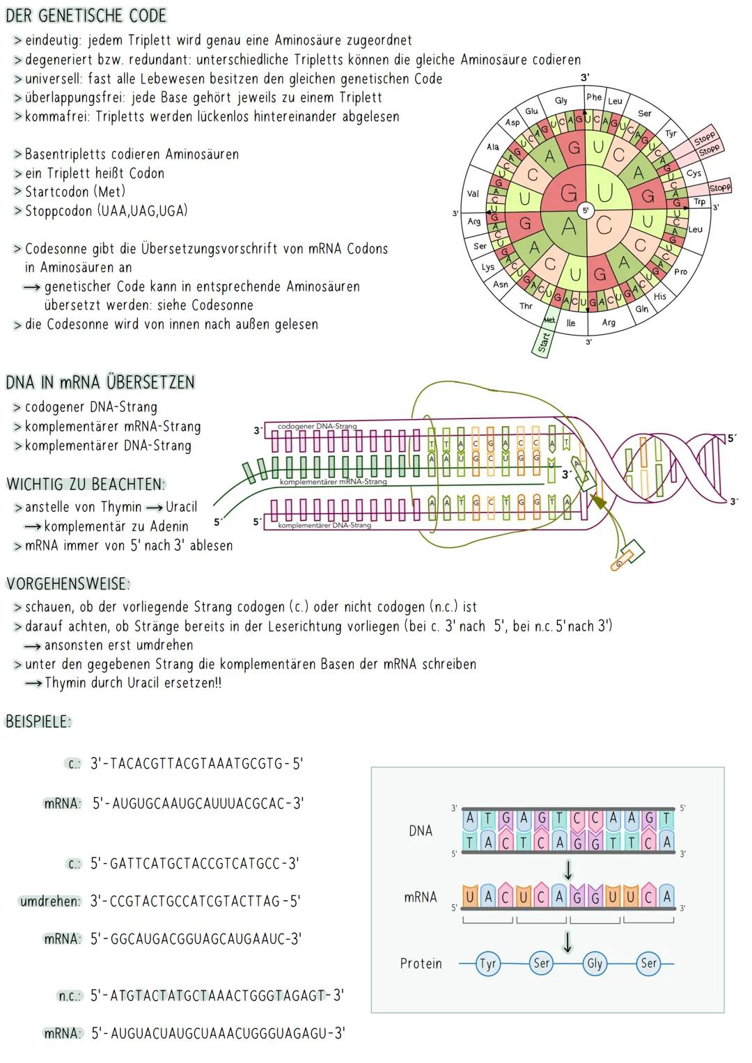 Genetischer Code; DNA in mRNA übersetzen