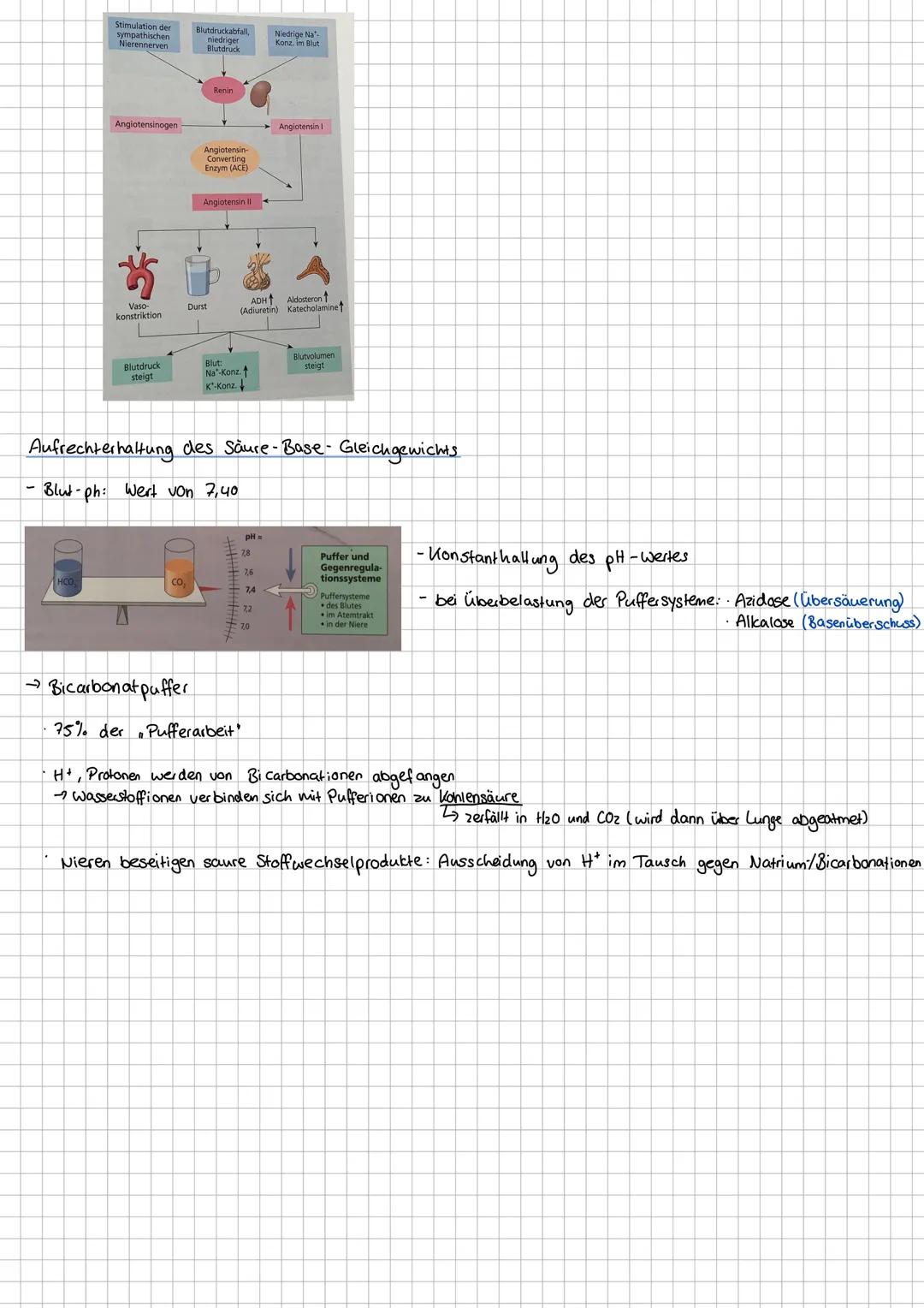 Aufgaben Harnsystem
- Harnbildung + Entgiftung
- Ausscheidung harnpflichtiger Substanzen
-Regulierung Wasser- / Salzhaushalt
-Regulierung Sä