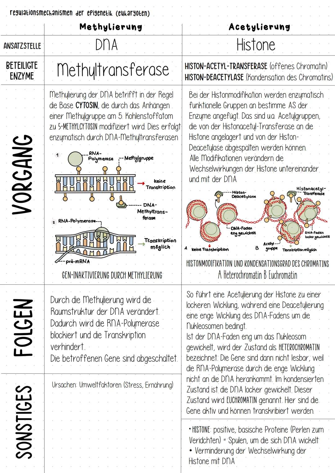 regulationsmechanismen der epigenetik (eukaryoten)
ANSATZSTELLE
BETEILIGTE
ENZYME
VORGANG
SONSTIGES FOLGEN
Methylierung
DNA
Methyltrans