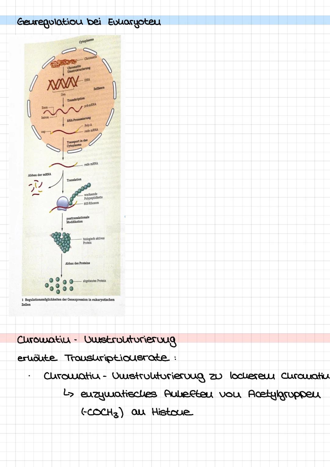 Genregulation bei Eukaryoten - Transkriptionsfaktoren, Epigenetik, alternatives Spleißen