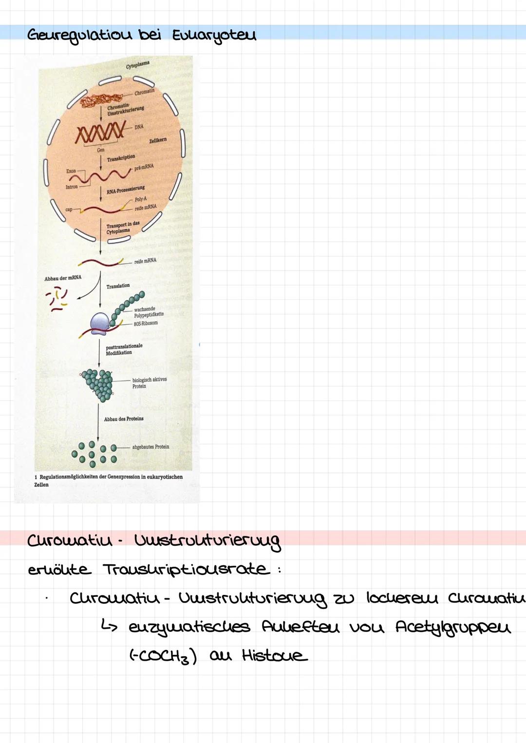Geuregulatiou bei Eukaryoteu
4614
Intron-
Cytoplasma
XXXXXX
Abbau der mRNA
Chromatin
Umstrukturierung
Chromatin
DNA
Transkription
Translatio