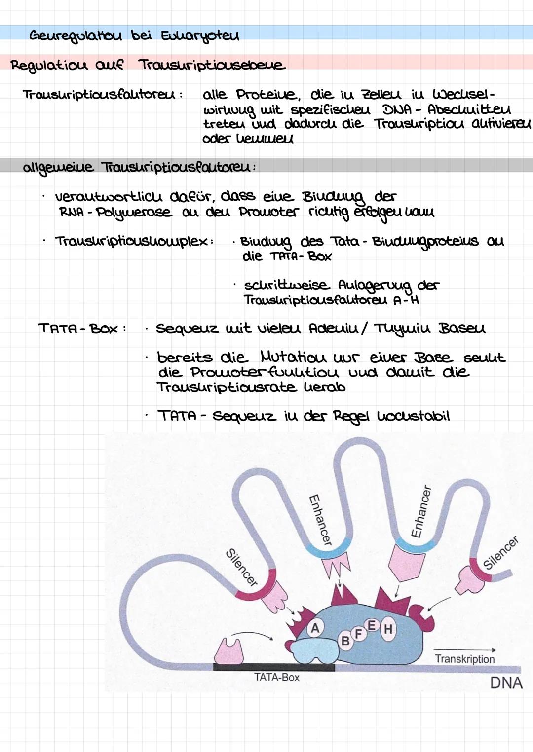 Geuregulatiou bei Eukaryoteu
4614
Intron-
Cytoplasma
XXXXXX
Abbau der mRNA
Chromatin
Umstrukturierung
Chromatin
DNA
Transkription
Translatio