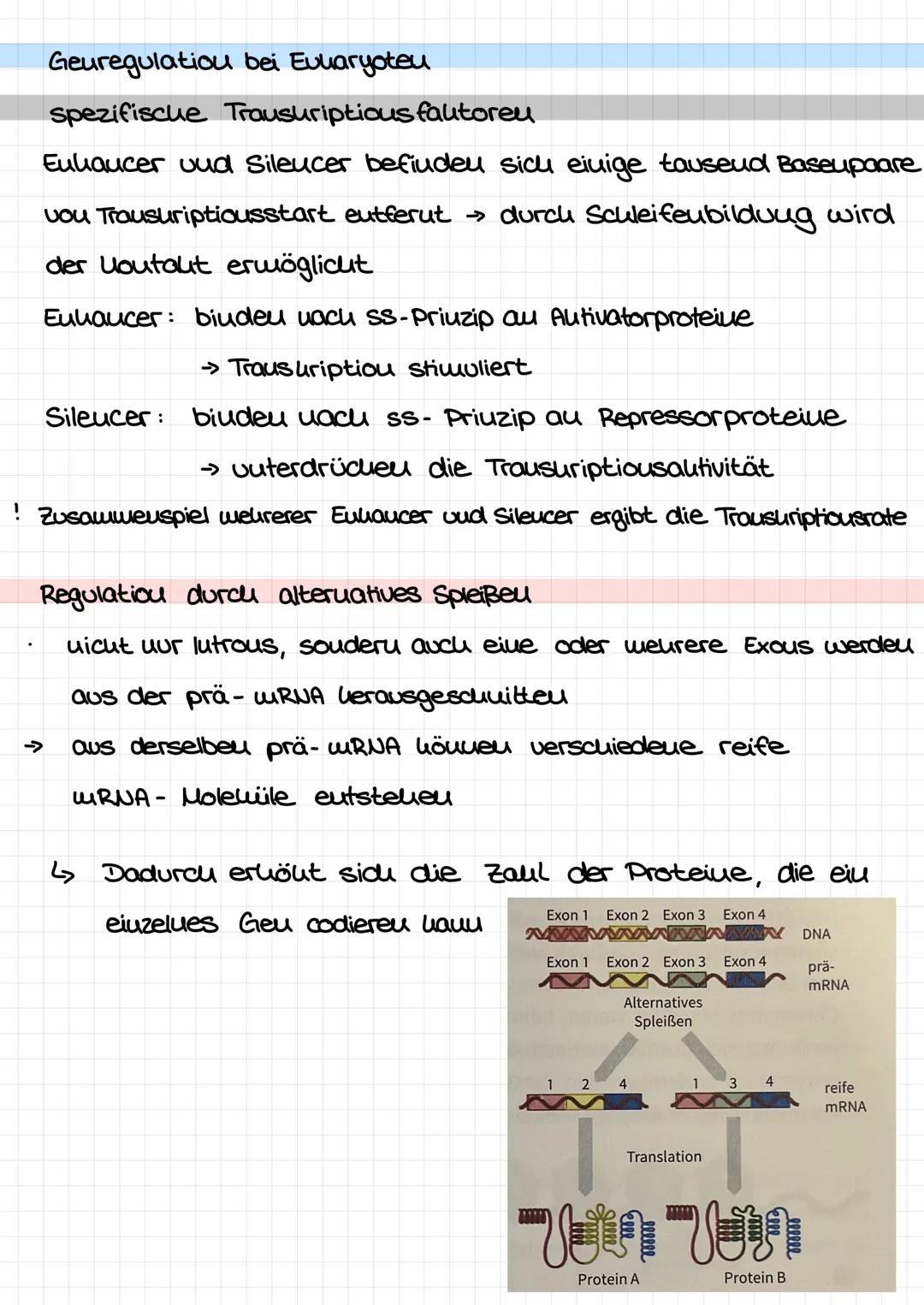 Geuregulatiou bei Eukaryoteu
4614
Intron-
Cytoplasma
XXXXXX
Abbau der mRNA
Chromatin
Umstrukturierung
Chromatin
DNA
Transkription
Translatio