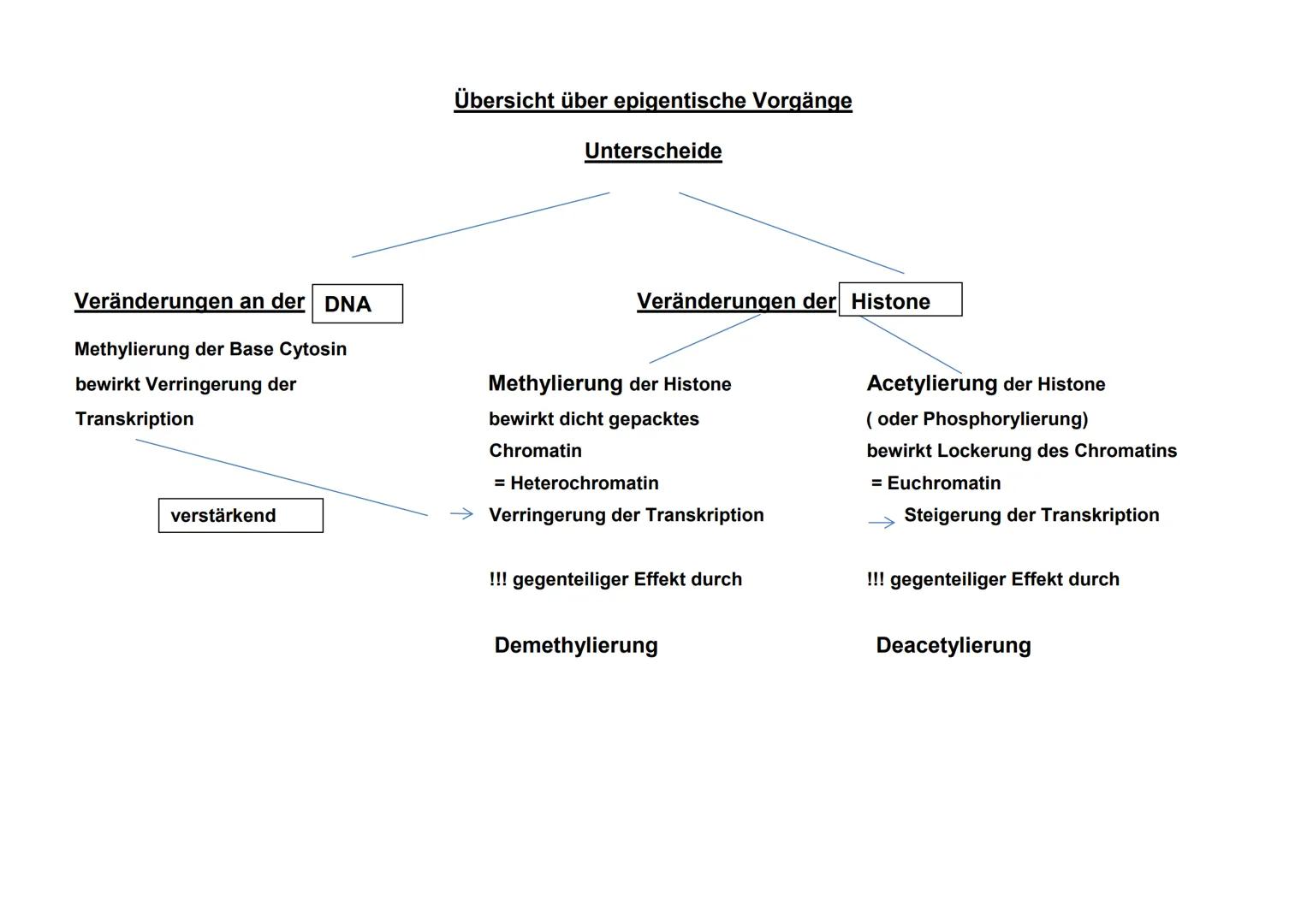 Geuregulatiou bei Eukaryoteu
4614
Intron-
Cytoplasma
XXXXXX
Abbau der mRNA
Chromatin
Umstrukturierung
Chromatin
DNA
Transkription
Translatio