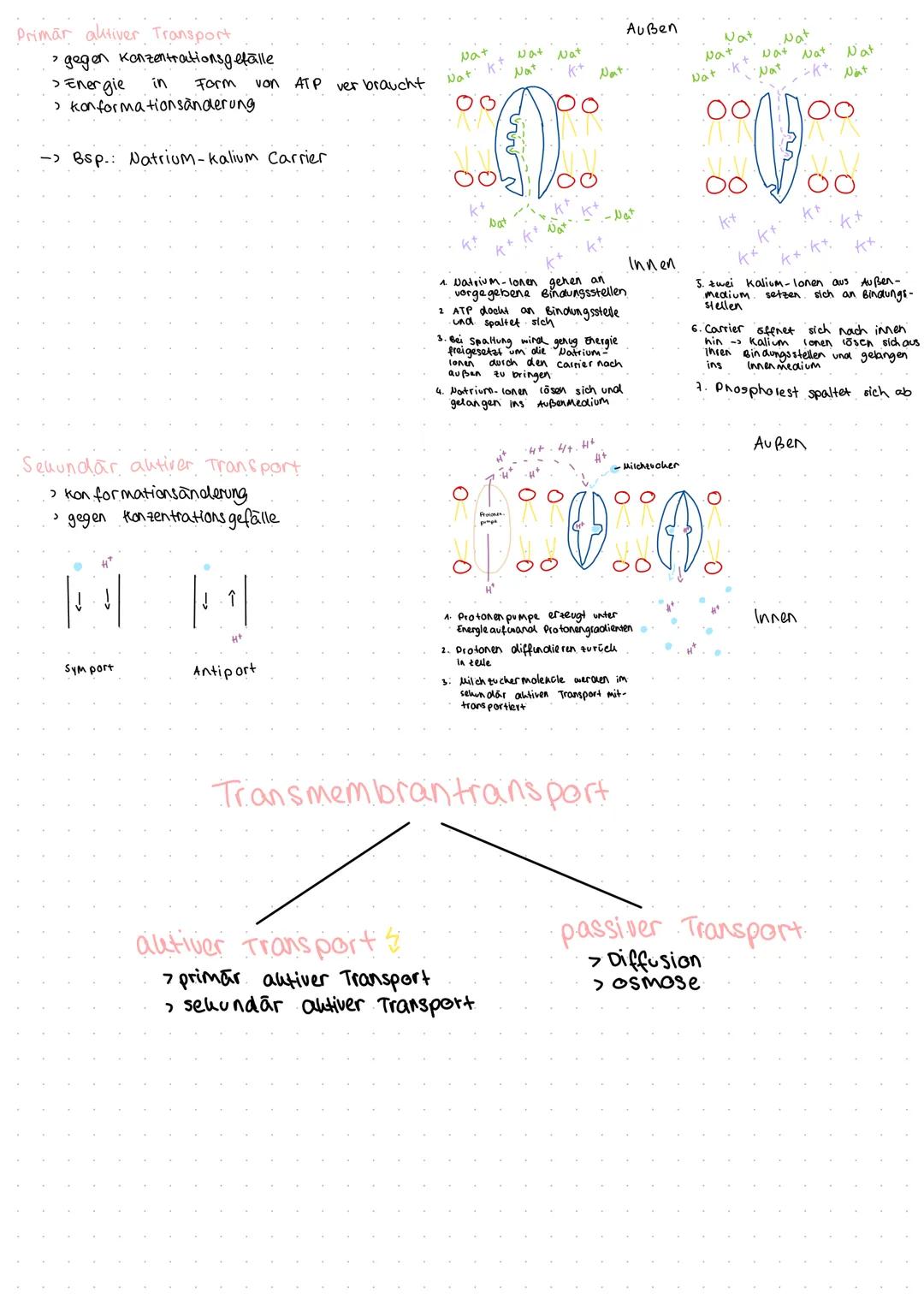 # Zytologie
merke Die Zelle ist die uleinste Funktionseinheit des Lebens, bei der die Kennzeichen des Lebens erkennbar sind.
می
sebenen
P