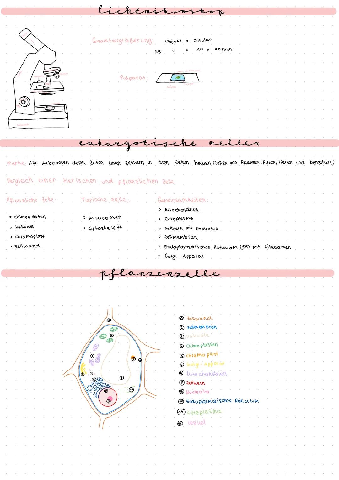 # Zytologie
merke Die Zelle ist die uleinste Funktionseinheit des Lebens, bei der die Kennzeichen des Lebens erkennbar sind.
می
sebenen
P