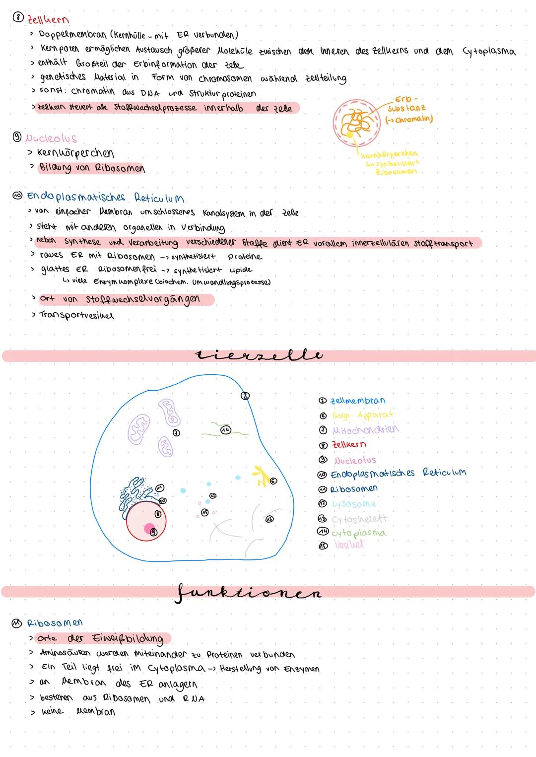# Zytologie
merke Die Zelle ist die uleinste Funktionseinheit des Lebens, bei der die Kennzeichen des Lebens erkennbar sind.
می
sebenen
P