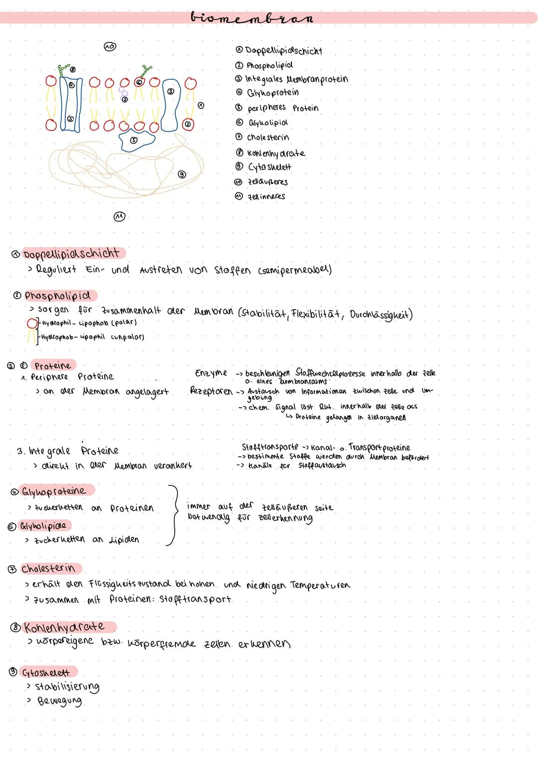# Zytologie
merke Die Zelle ist die uleinste Funktionseinheit des Lebens, bei der die Kennzeichen des Lebens erkennbar sind.
می
sebenen
P