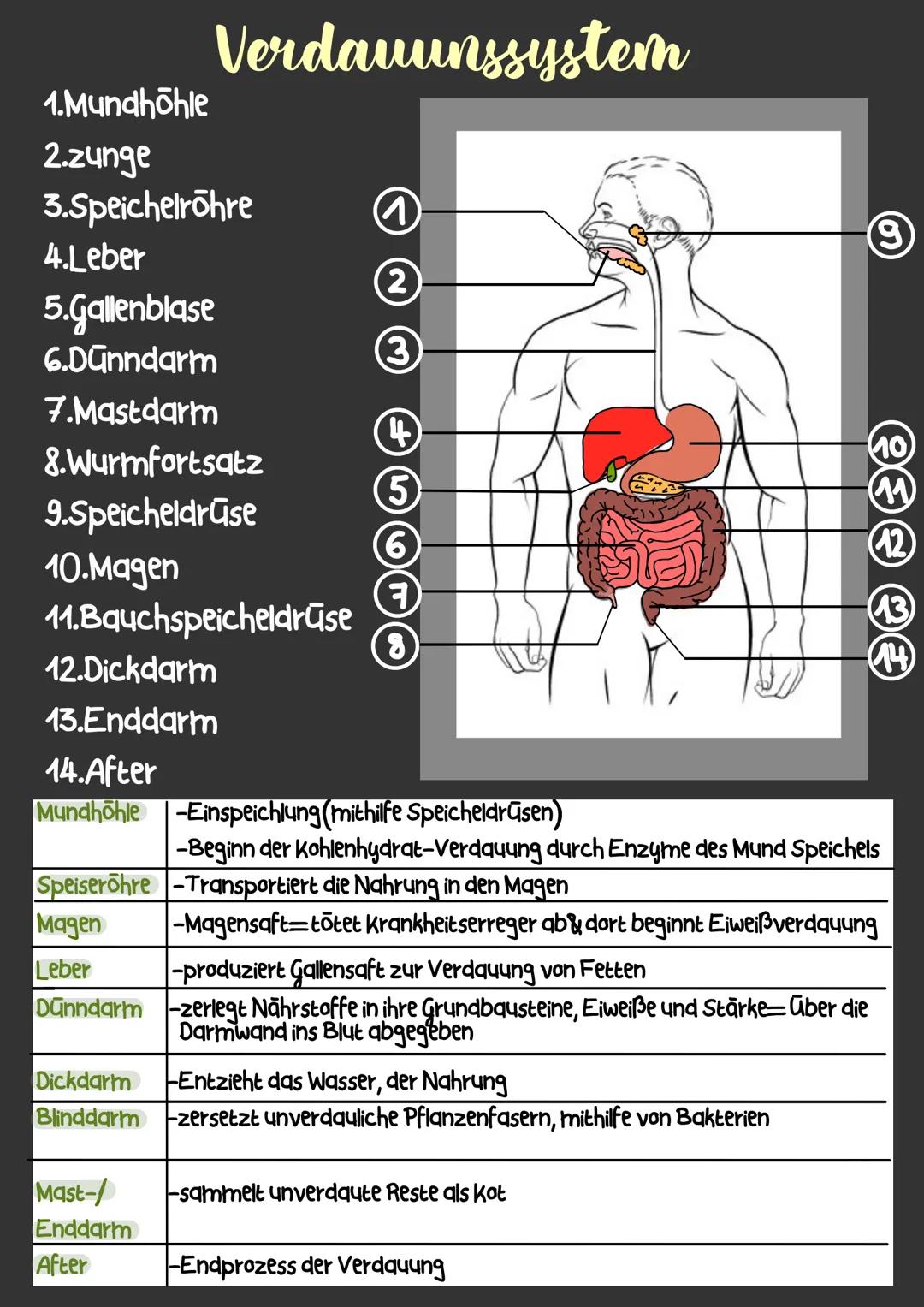 # Verdauunssystem
1.Mundhöhle
2.zunge
3.Speichelrohre
4.Leber
5.Gallenblase
6.Dünndarm
7.Mastdarm
8.Wurmfortsatz
9.Speicheldrūse
1