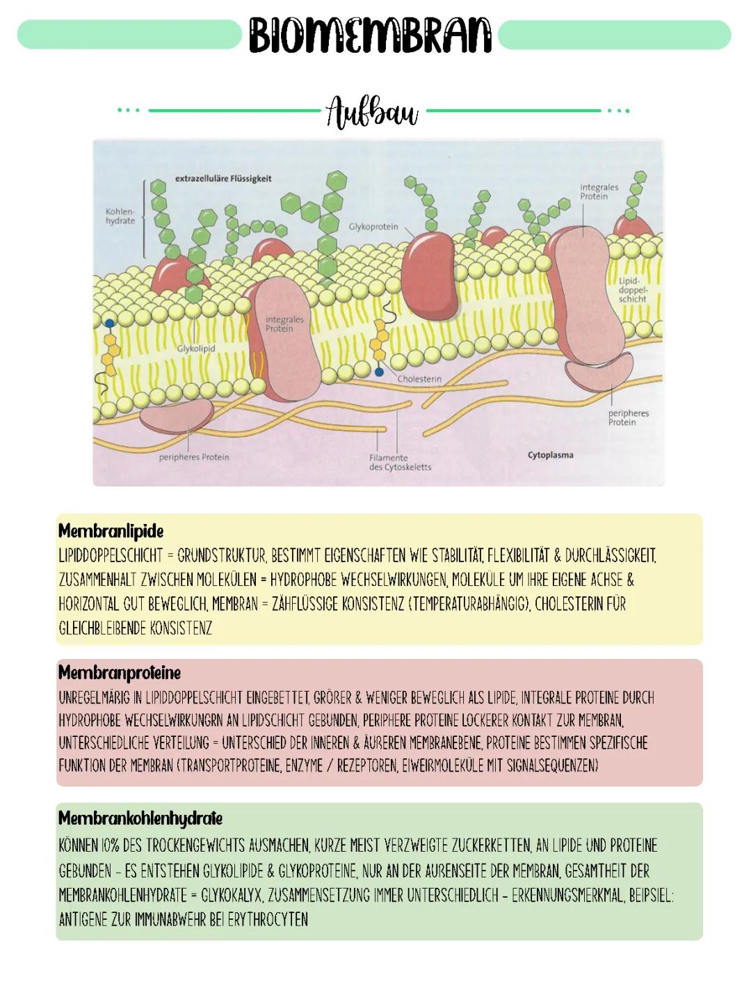 Biomembran