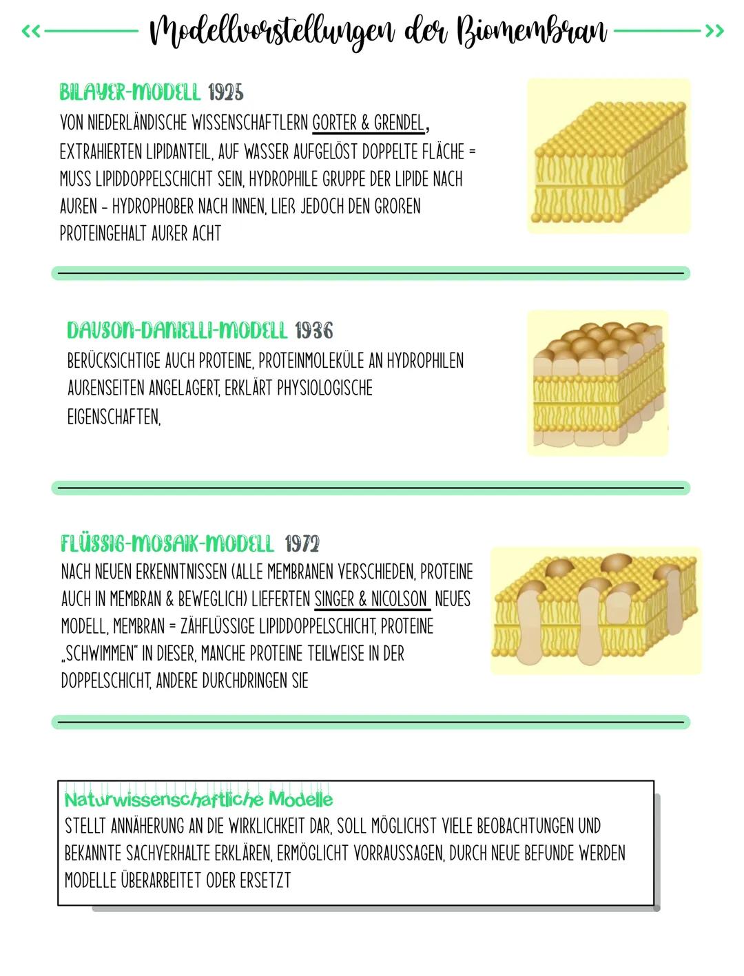 Kohlen-
hydrate
extrazelluläre Flüssigkeit
Glykolipid
BIOMEMBRAN
Aufbau
peripheres Protein
integrales
Protein
Glykoprotein
Cholesterin
Filam