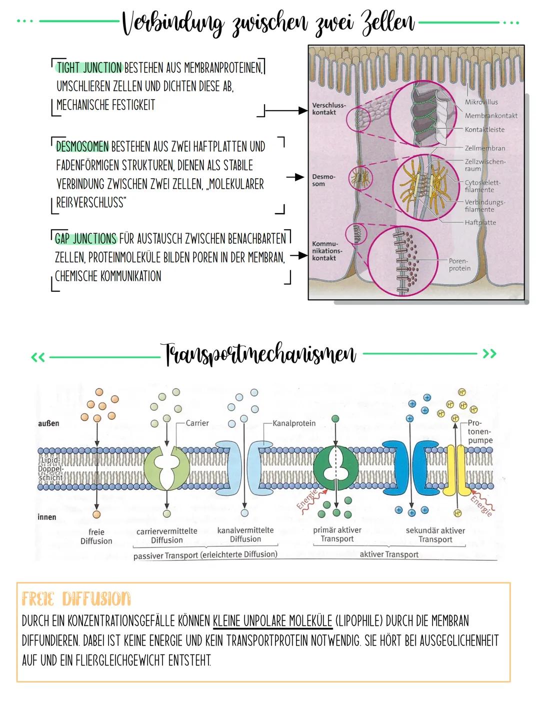 Kohlen-
hydrate
extrazelluläre Flüssigkeit
Glykolipid
BIOMEMBRAN
Aufbau
peripheres Protein
integrales
Protein
Glykoprotein
Cholesterin
Filam