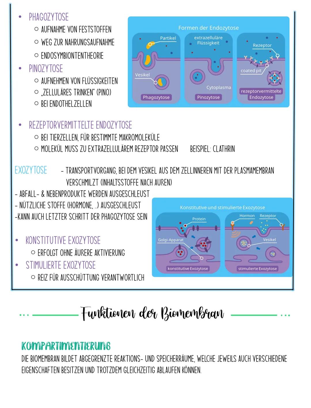 Kohlen-
hydrate
extrazelluläre Flüssigkeit
Glykolipid
BIOMEMBRAN
Aufbau
peripheres Protein
integrales
Protein
Glykoprotein
Cholesterin
Filam