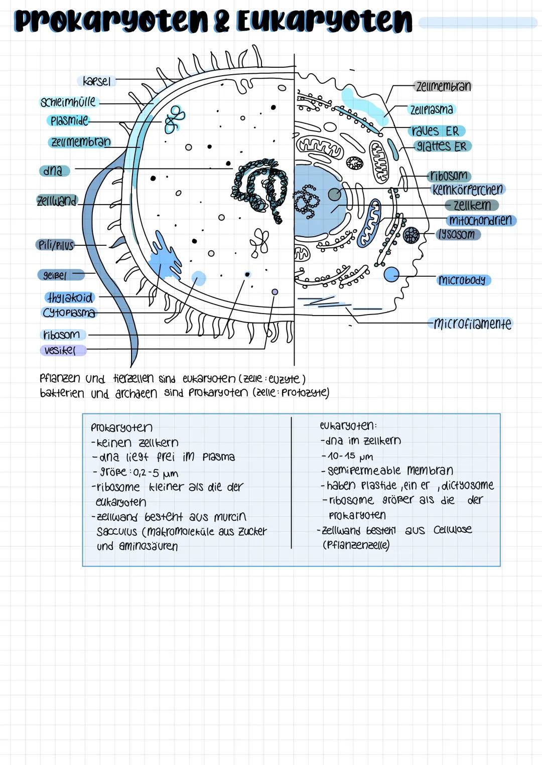 # Prokaryoten & Eukaryoten
kapsel
Schleimhülle
Plasmide-
zell membran
dna
Zellwand.
Pili/Pilus
geißel
thylakoid
Cytoplasma
riboso
