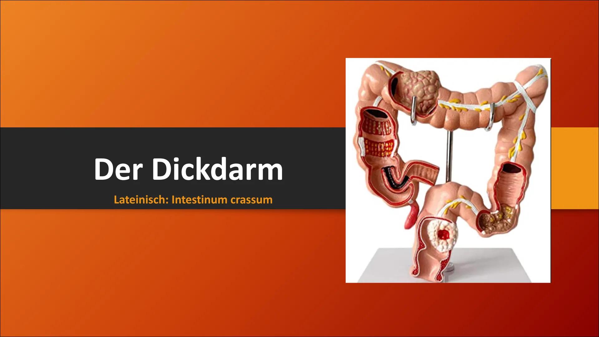 # Der Dickdarm
Lateinisch: Intestinum crassum Inhaltsverzeichnis
1. Die Bauhin'sche Klappe
2. Der Aufbau
3. Der Lagerverhältnisse des Dick