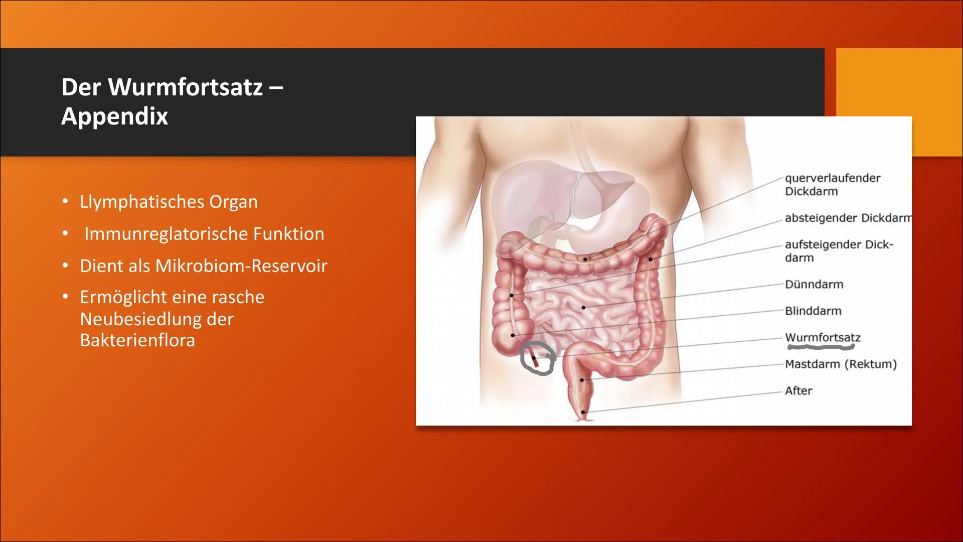 # Der Dickdarm
Lateinisch: Intestinum crassum Inhaltsverzeichnis
1. Die Bauhin'sche Klappe
2. Der Aufbau
3. Der Lagerverhältnisse des Dick