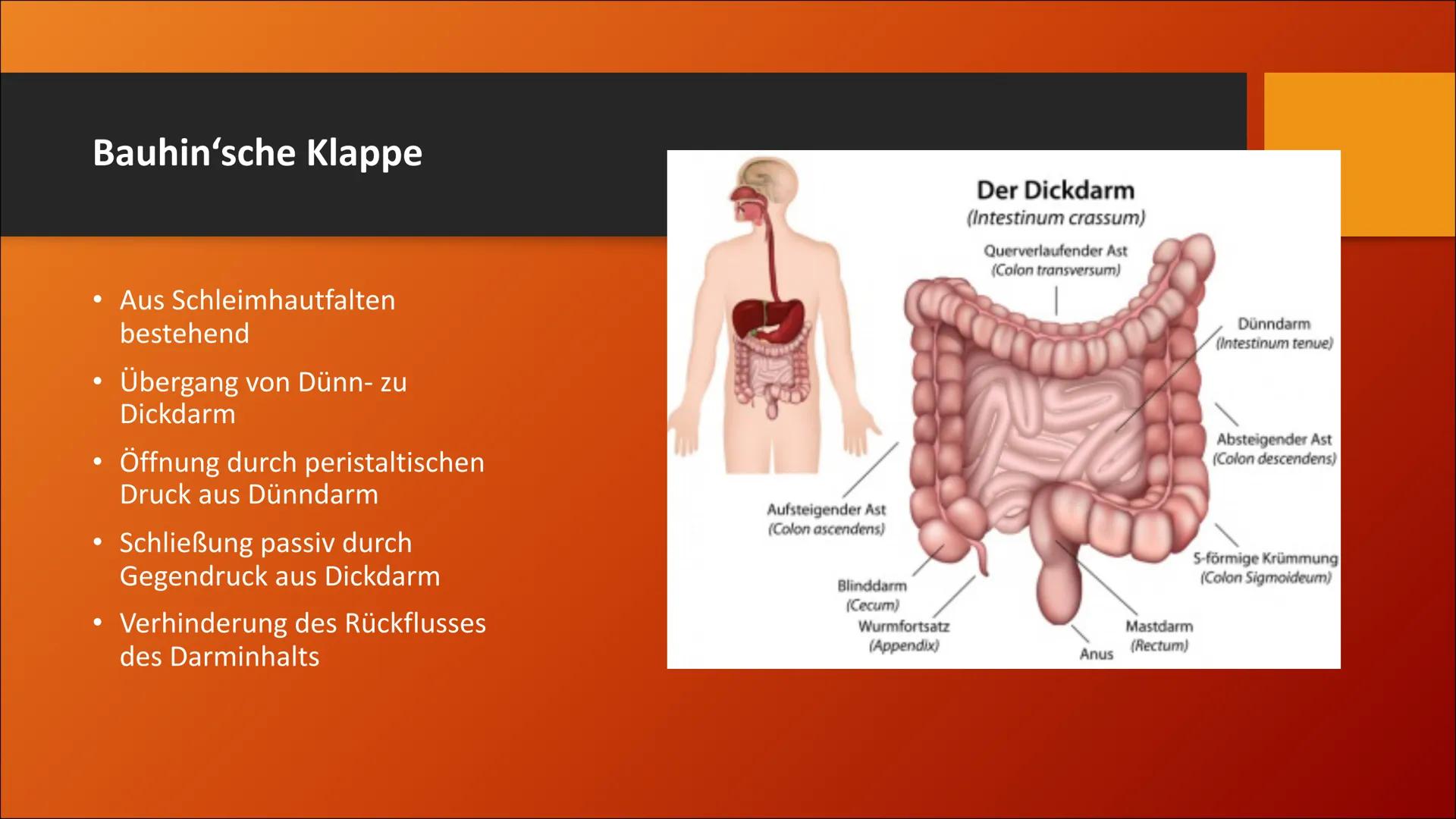 # Der Dickdarm
Lateinisch: Intestinum crassum Inhaltsverzeichnis
1. Die Bauhin'sche Klappe
2. Der Aufbau
3. Der Lagerverhältnisse des Dick