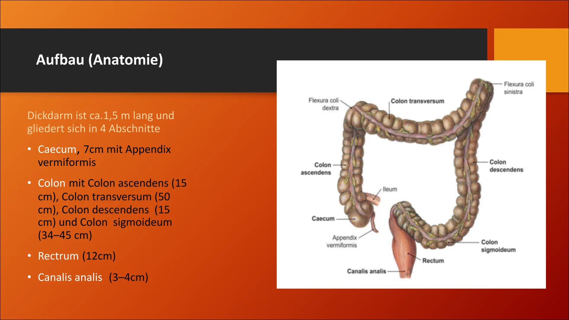 # Der Dickdarm
Lateinisch: Intestinum crassum Inhaltsverzeichnis
1. Die Bauhin'sche Klappe
2. Der Aufbau
3. Der Lagerverhältnisse des Dick