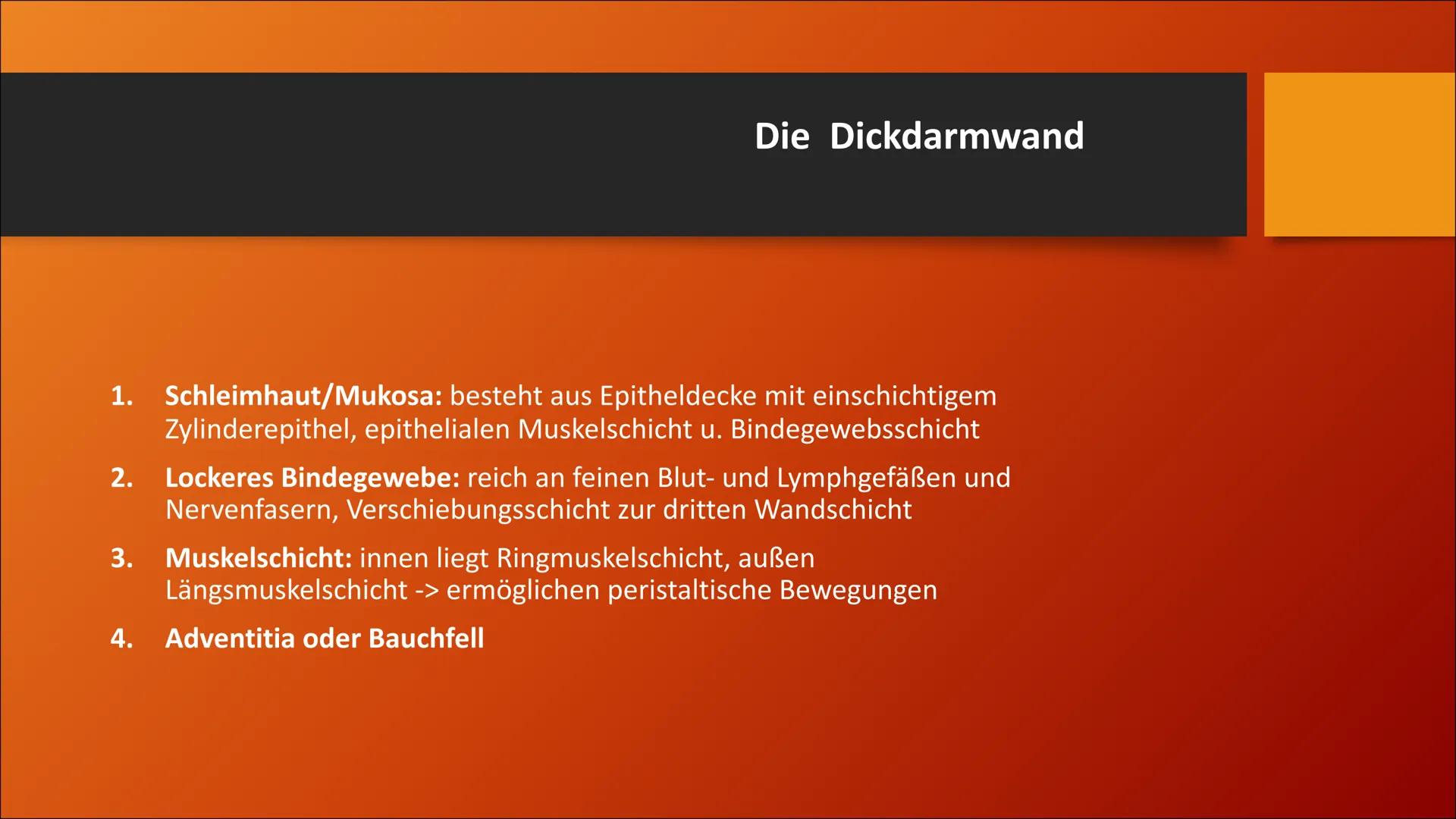 # Der Dickdarm
Lateinisch: Intestinum crassum Inhaltsverzeichnis
1. Die Bauhin'sche Klappe
2. Der Aufbau
3. Der Lagerverhältnisse des Dick