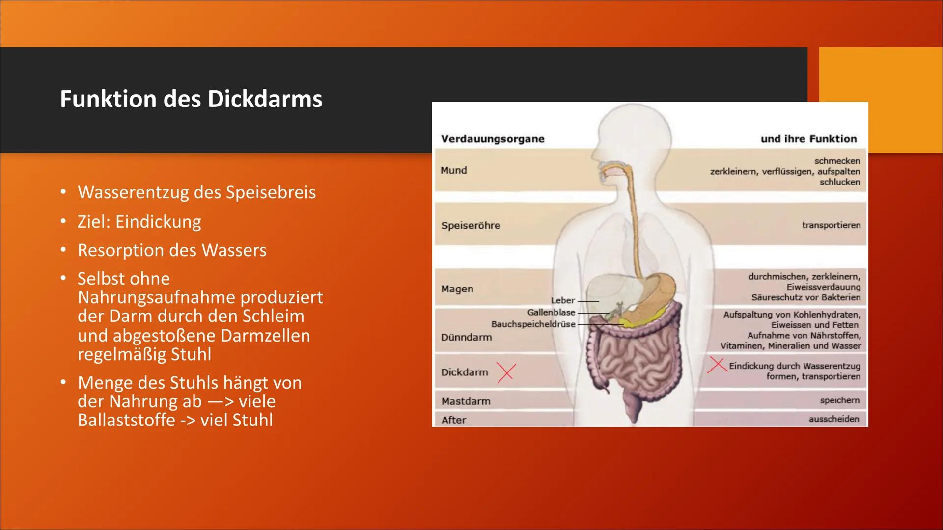 # Der Dickdarm
Lateinisch: Intestinum crassum Inhaltsverzeichnis
1. Die Bauhin'sche Klappe
2. Der Aufbau
3. Der Lagerverhältnisse des Dick