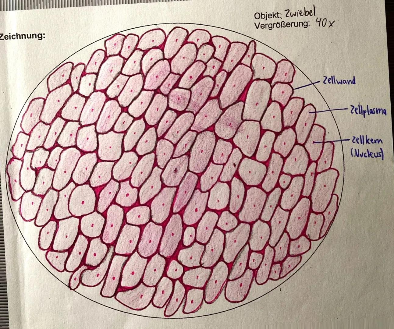 Zeichnung:
Objekt: Zwiebel
Vergrößerung: 40x
Zellwand
Zellplasma
-Zell kem
(Nucleus) Zeichnungen
Objekt: Zwiebel
Vergrößerung: 100x
-Zellwan