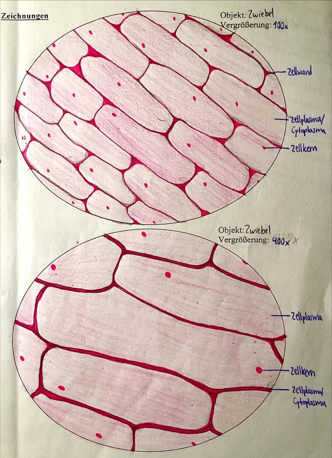 Zeichnung:
Objekt: Zwiebel
Vergrößerung: 40x
Zellwand
Zellplasma
-Zell kem
(Nucleus) Zeichnungen
Objekt: Zwiebel
Vergrößerung: 100x
-Zellwan