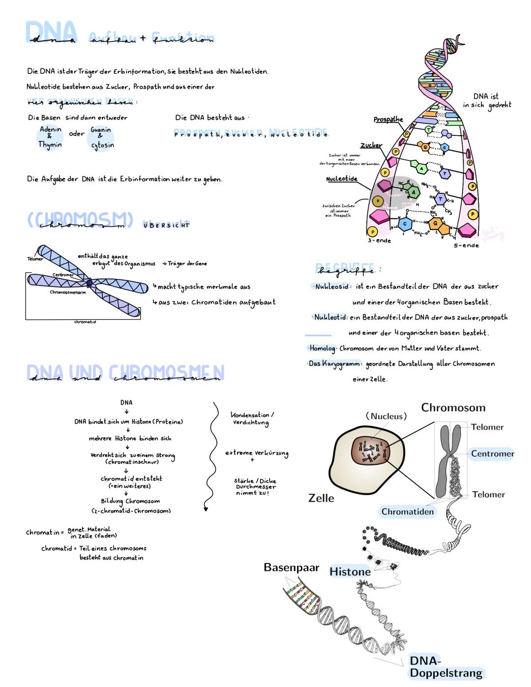 na andeau + sanksion
Die DNA ist der Träger der Erbinformation, Sie besteht aus den Nukleotiden.
Nukleotide bestehen aus Zucker, Prospath un
