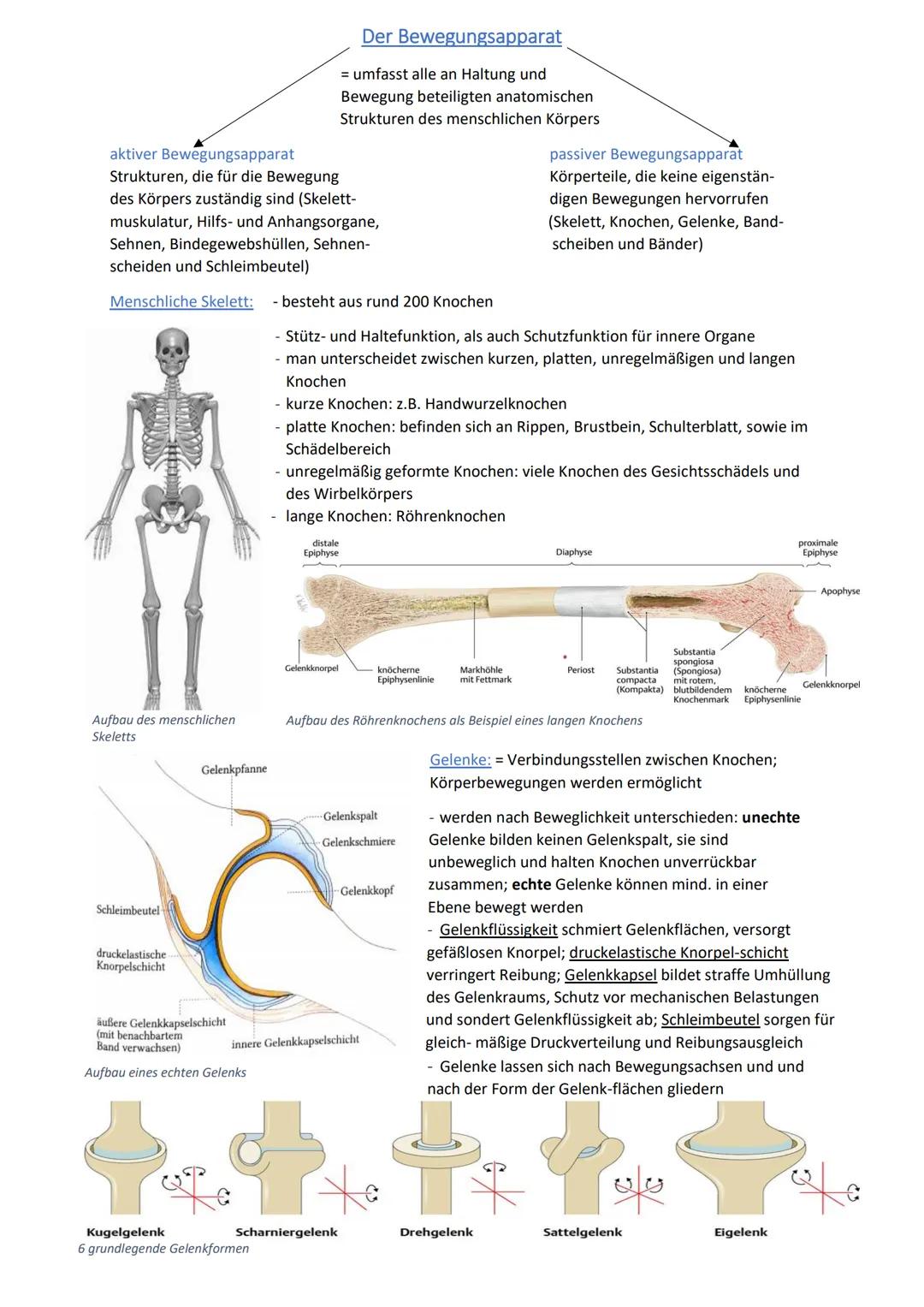 aktiver Bewegungsapparat
Strukturen, die für die Bewegung
des Körpers zuständig sind (Skelett-
muskulatur, Hilfs- und Anhangsorgane,
Sehnen,