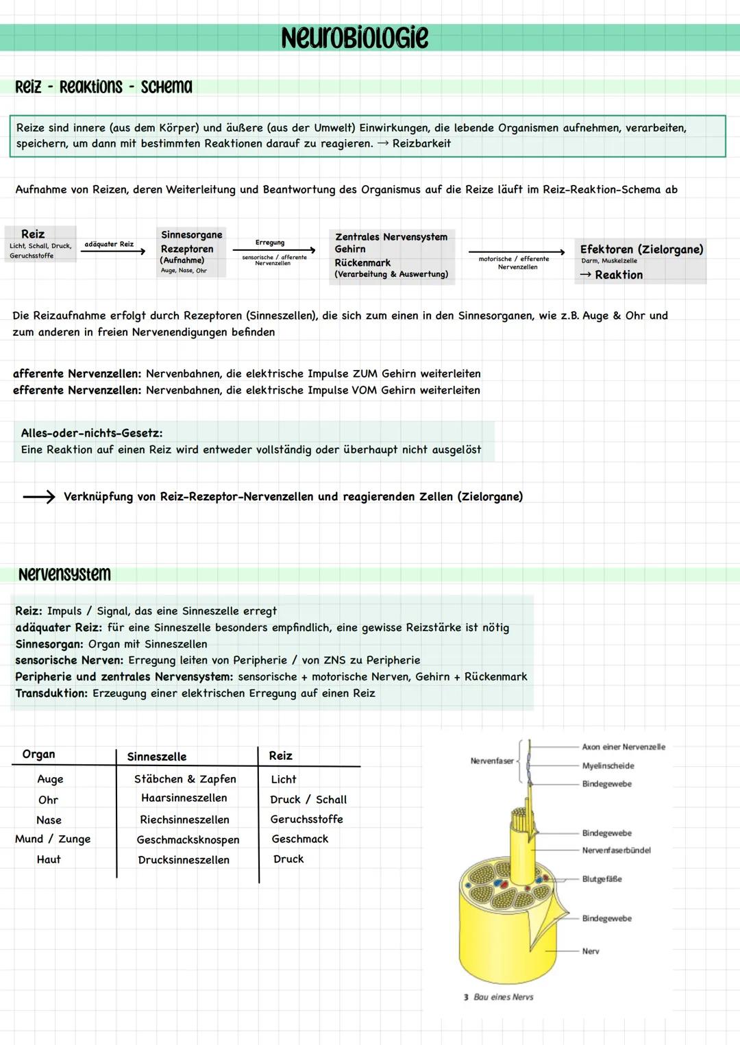 Reiz - Reaktions - Schema
Reize sind innere (aus dem Körper) und äußere (aus der Umwelt) Einwirkungen, die lebende Organismen aufnehmen, ver