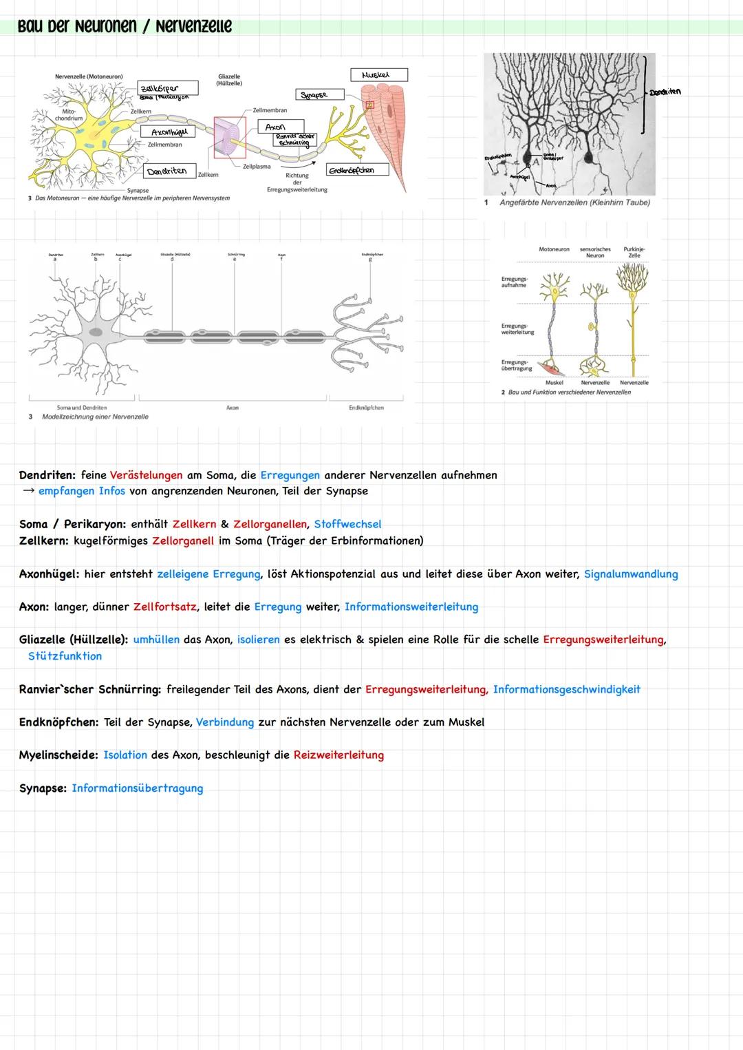 Reiz - Reaktions - Schema
Reize sind innere (aus dem Körper) und äußere (aus der Umwelt) Einwirkungen, die lebende Organismen aufnehmen, ver