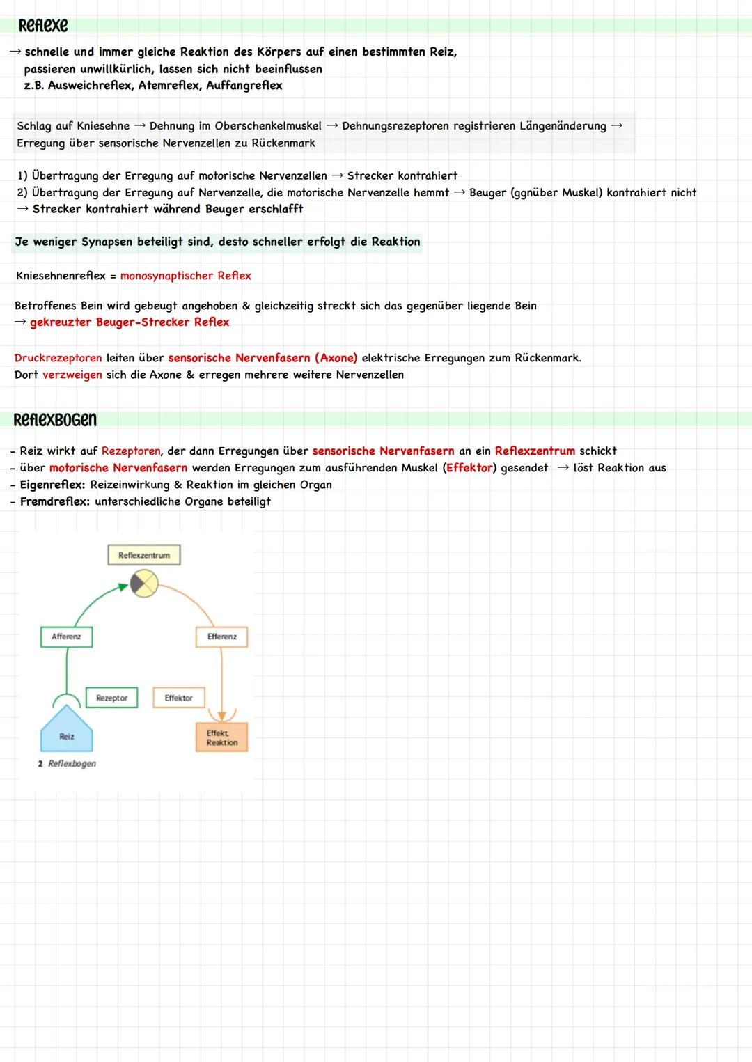 Reiz - Reaktions - Schema
Reize sind innere (aus dem Körper) und äußere (aus der Umwelt) Einwirkungen, die lebende Organismen aufnehmen, ver
