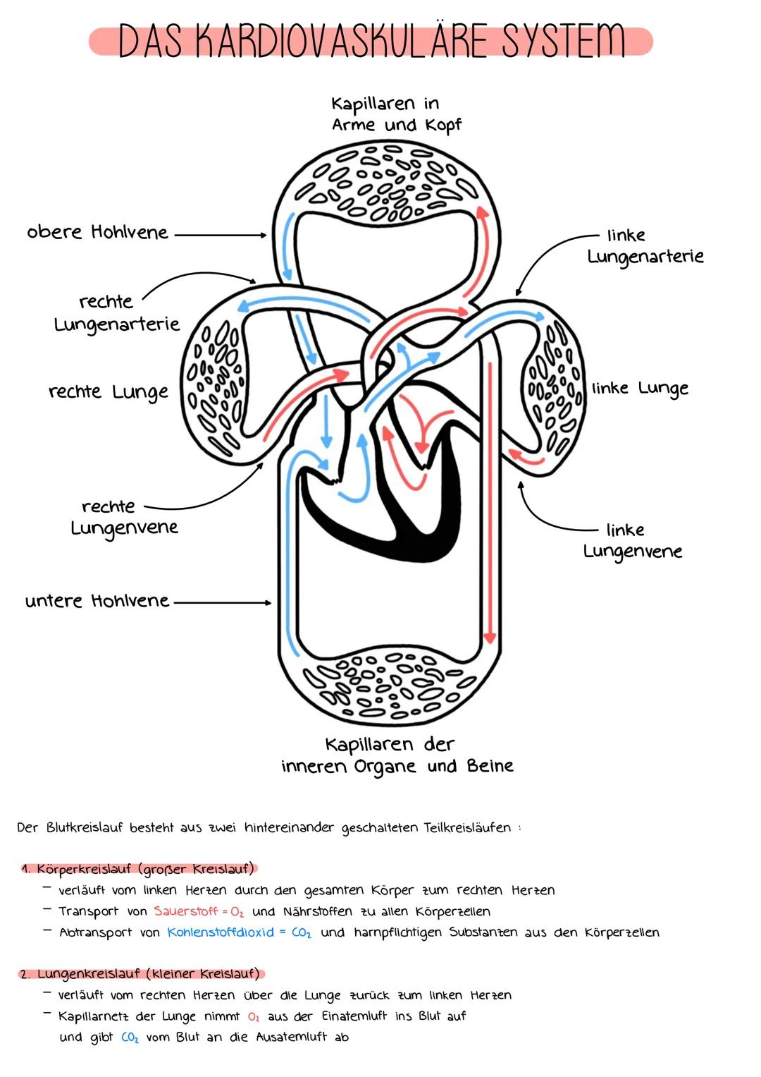 DAS KARDIOVASKULÄRE SYSTEM
Kapillaren in
Arme und Kopf
obere Hohlvene
rechte
Lungenarterie
rechte Lunge
rechte
Lungenvene
untere Hohlvene
10
