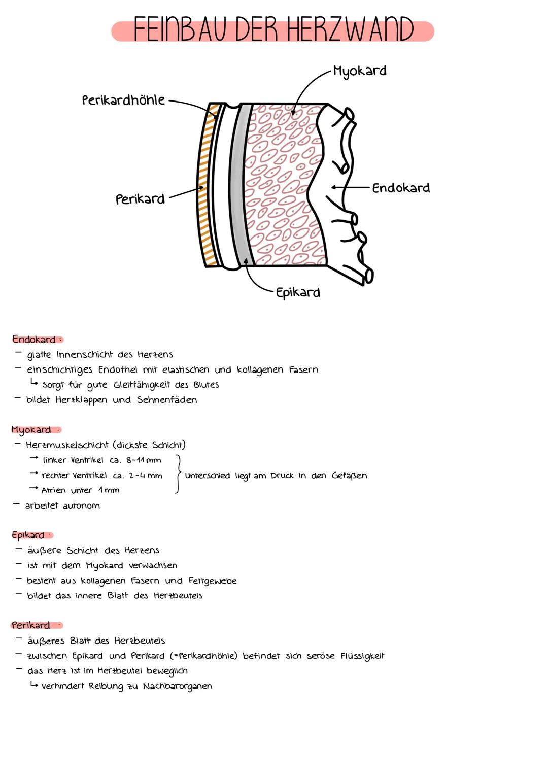 DAS KARDIOVASKULÄRE SYSTEM
Kapillaren in
Arme und Kopf
obere Hohlvene
rechte
Lungenarterie
rechte Lunge
rechte
Lungenvene
untere Hohlvene
10