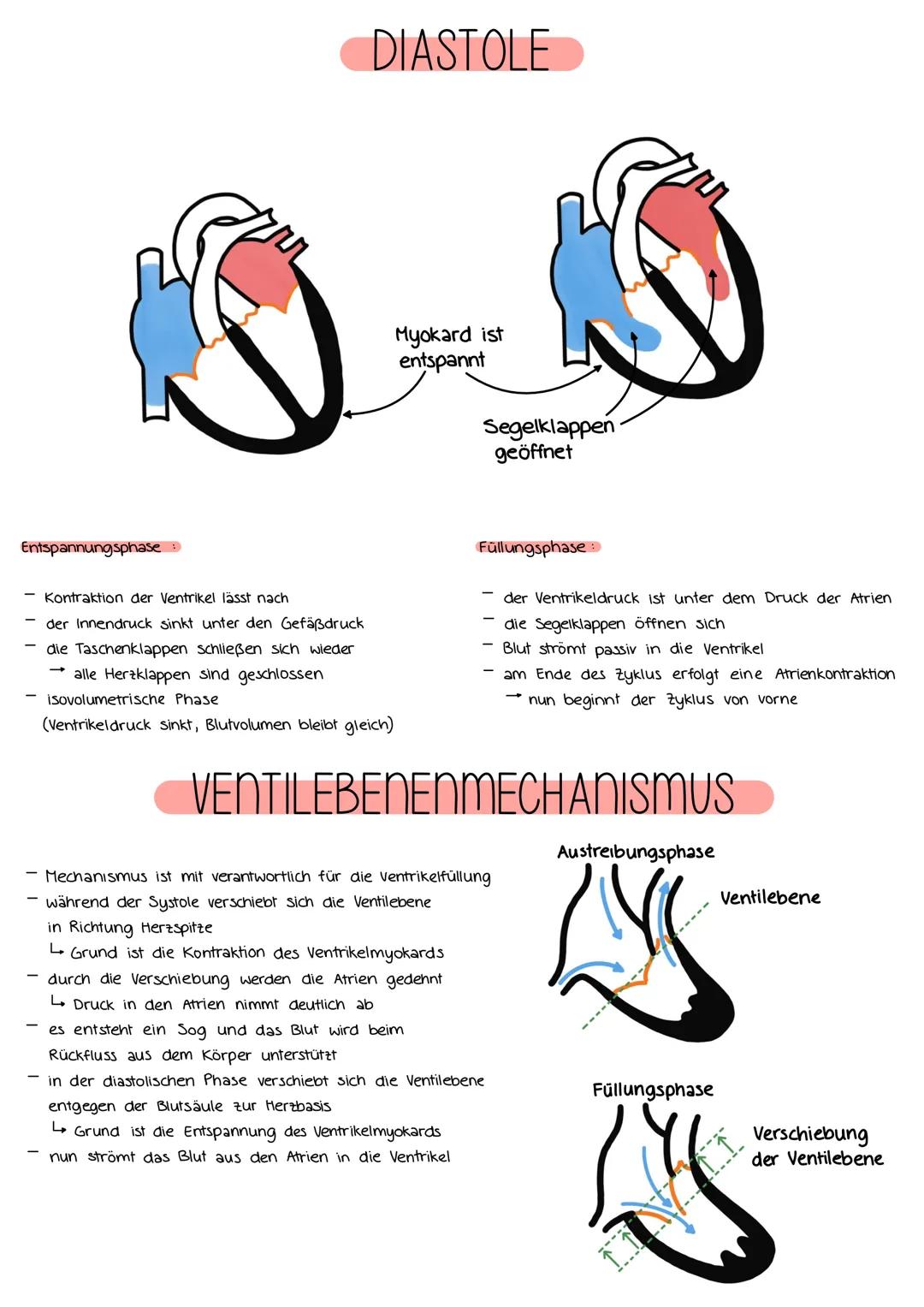 DAS KARDIOVASKULÄRE SYSTEM
Kapillaren in
Arme und Kopf
obere Hohlvene
rechte
Lungenarterie
rechte Lunge
rechte
Lungenvene
untere Hohlvene
10