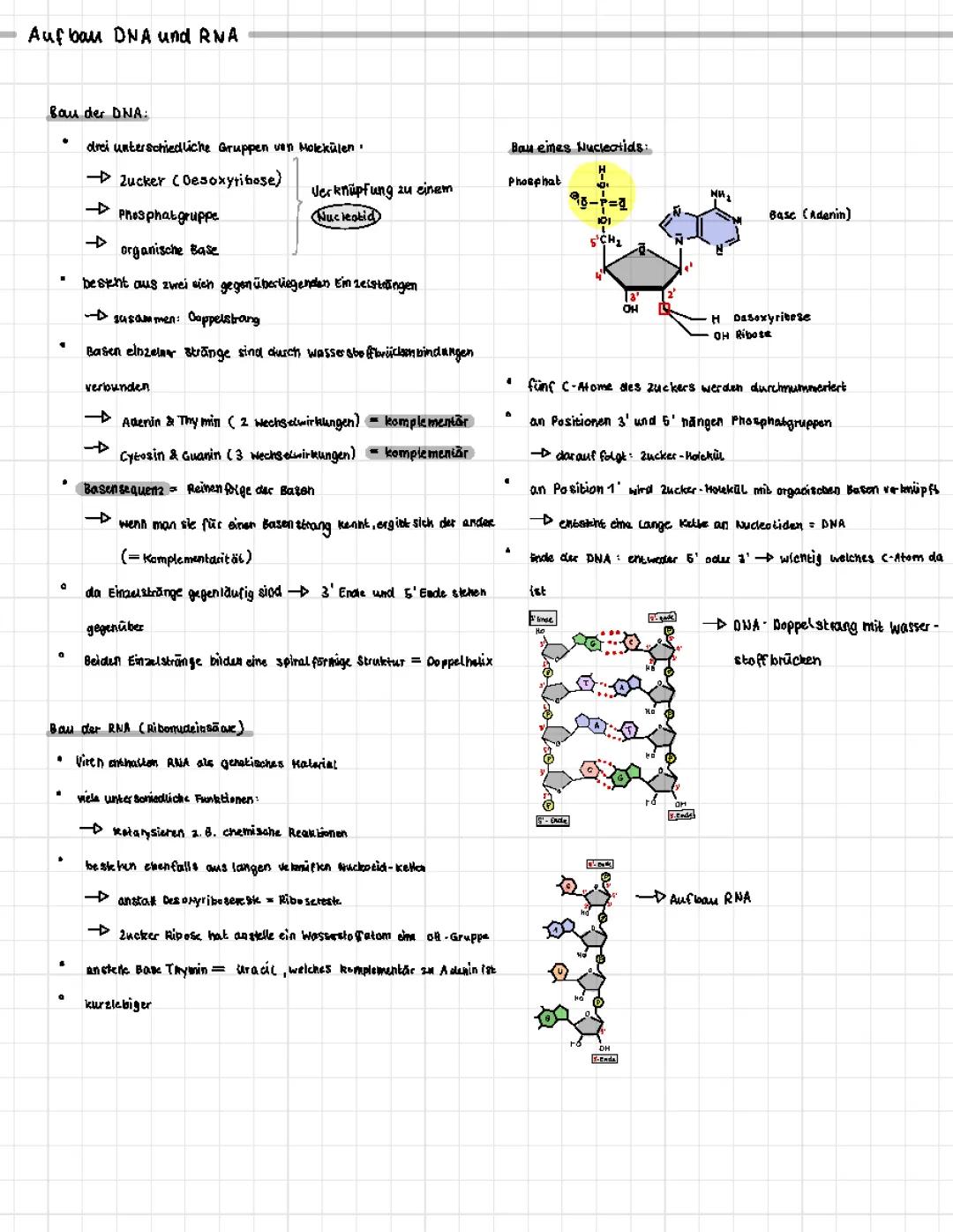 DNA Aufbau und Proteinbiosynthese