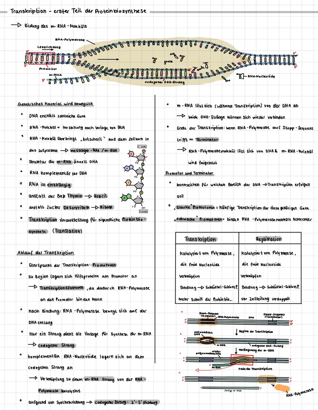 Auf bau DNA und RNA
Bau der DNA:
·
9
O
0
0
.
O
drei unterschiedliche Gruppen von Molekülen
Zucker (Desoxyribose)
Phosphat gruppe
organische