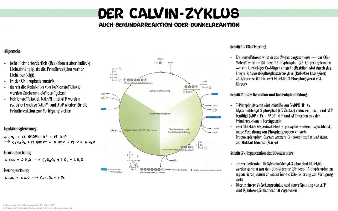Der Calvin-Zyklus