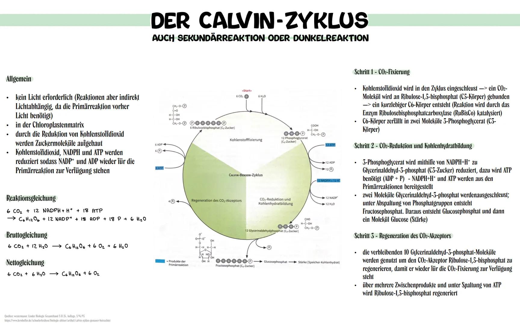 Allgemein
kein Licht erforderlich (Reaktionen aber indirekt
Lichtabhängig, da die Primärreaktion vorher
Licht benötigt)
in der Chloroplasten